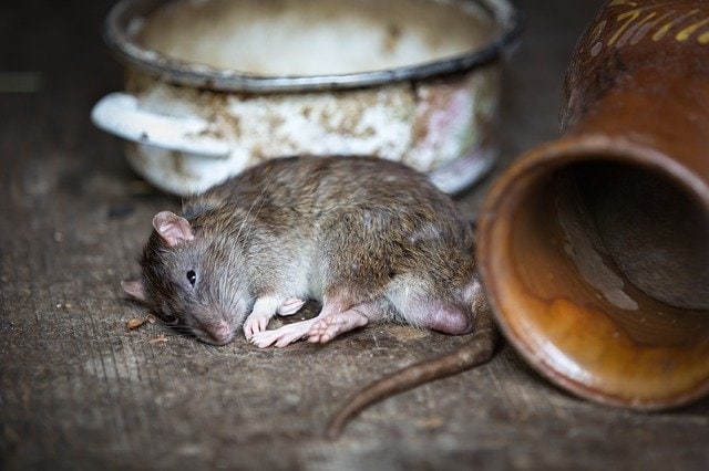 What does a dead rat smell like? - Integrum