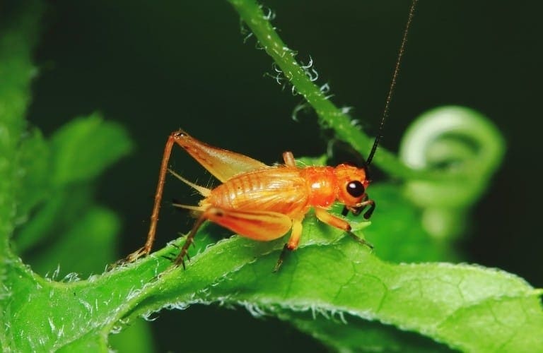 food sources for crickets