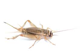 house cricket