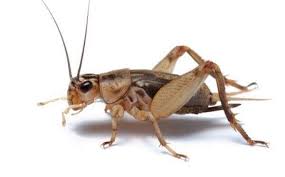 how to eliminate crickets