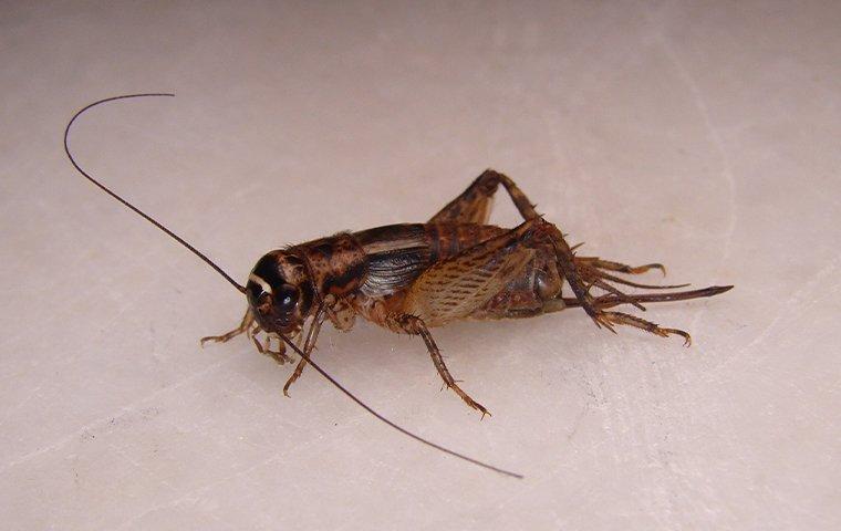 normal to have crickets in house