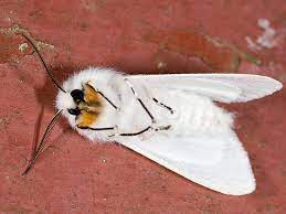 white moth