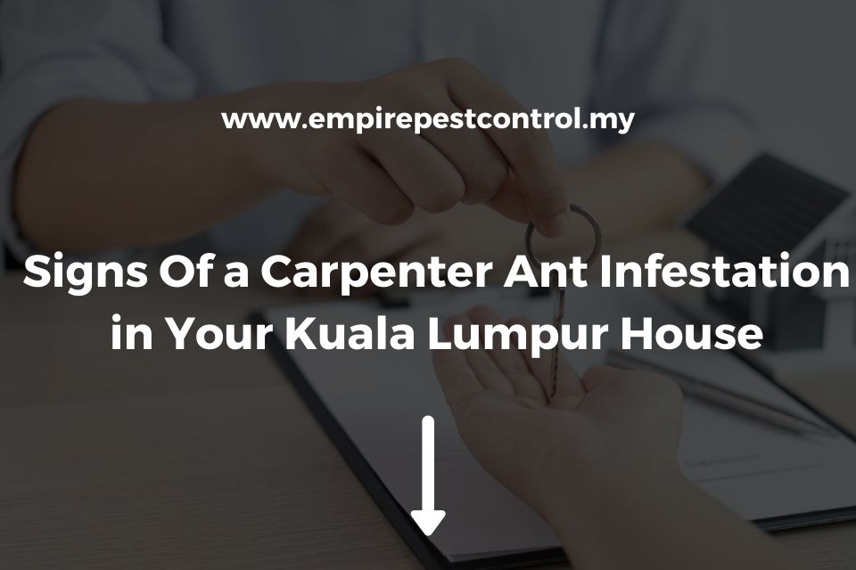 Signs Of a Carpenter Ant Infestation in Your Kuala Lumpur House