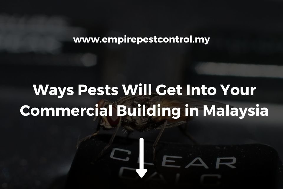 Ways Pests Will Get Into Your Commercial Building in Malaysia