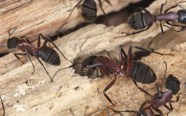 carpenter ants