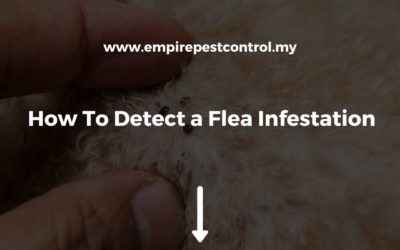 How To Detect a Flea Infestation