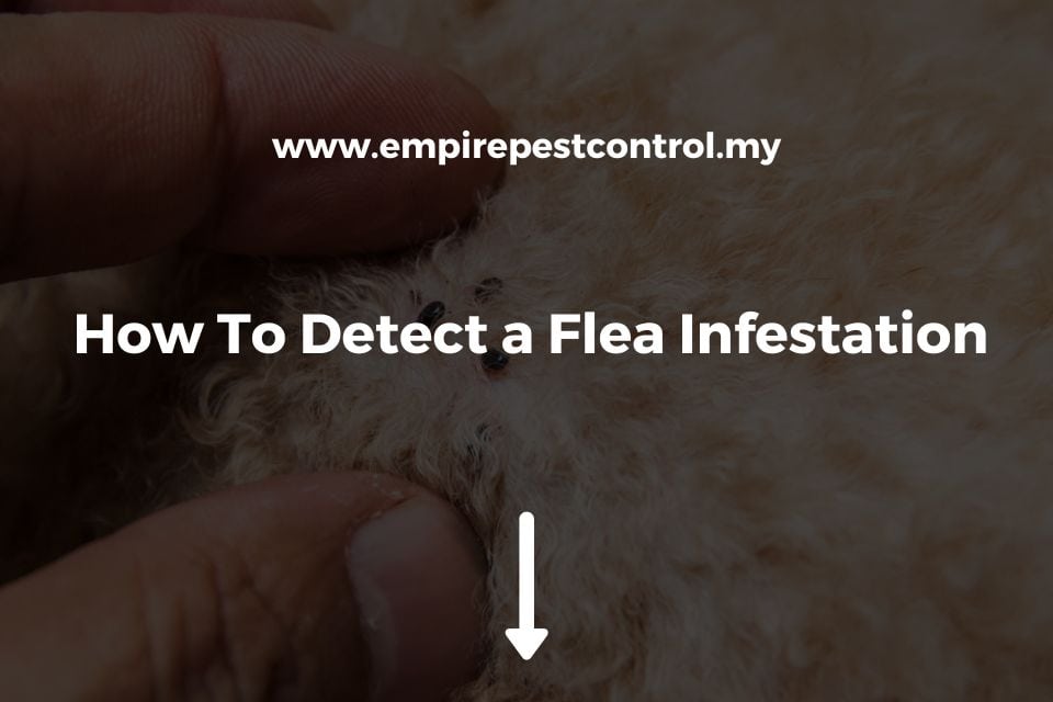 How To Detect a Flea Infestation