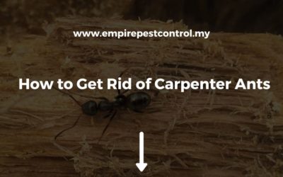 How to Get Rid of Carpenter Ants
