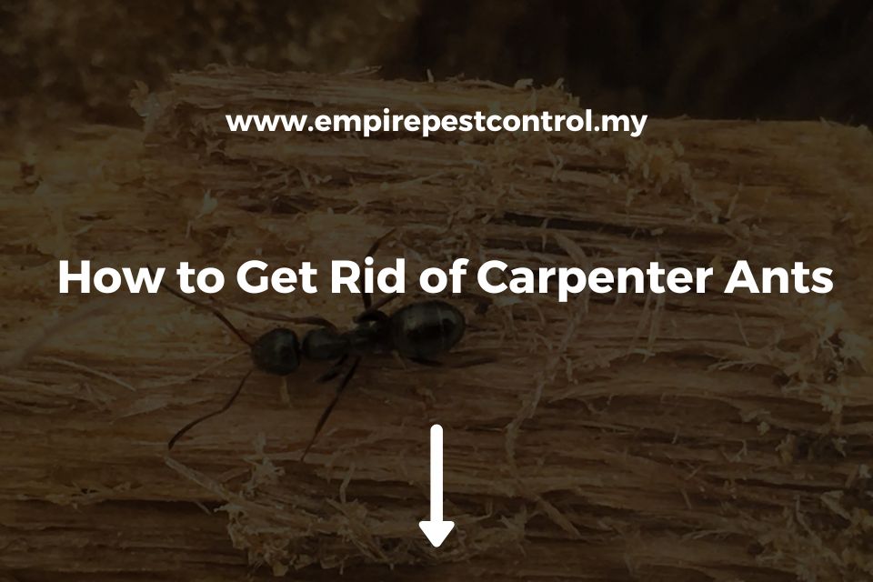 How to Get Rid of Carpenter Ants