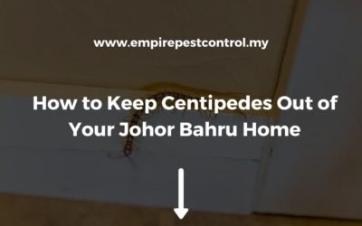 How to Keep Centipedes Out of Your Johor Bahru Home
