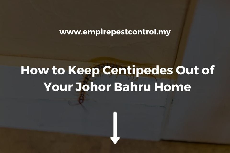 How to Keep Centipedes Out of Your Johor Bahru Home