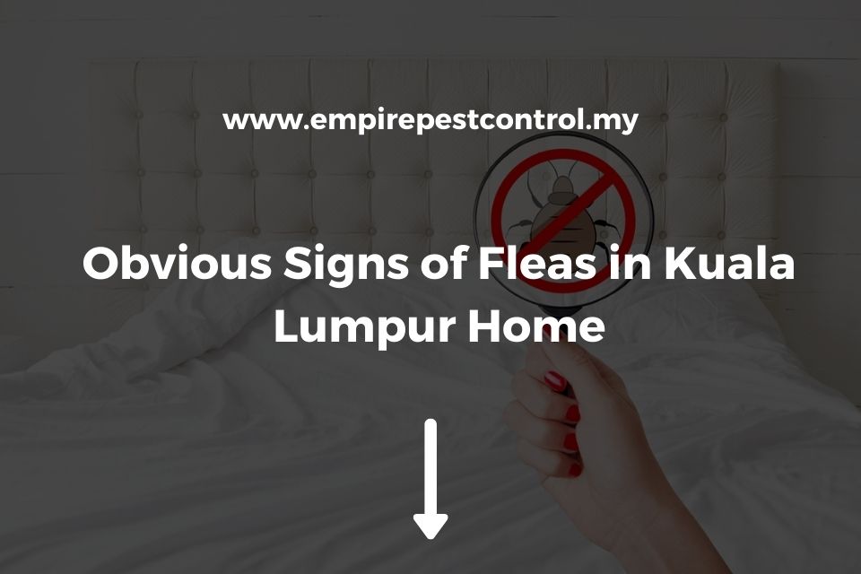 Obvious Signs of Fleas in Kuala Lumpur Home