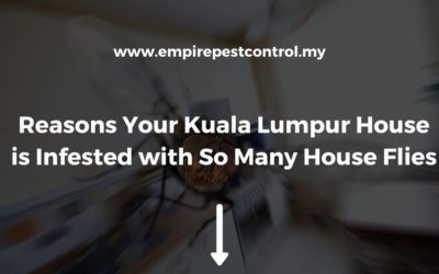Reasons Your Kuala Lumpur House is Infested with So Many House Flies