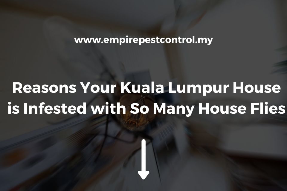 Reasons Your Kuala Lumpur House is Infested with So Many House Flies