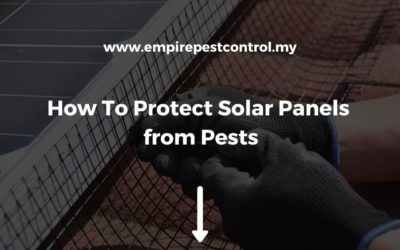 How To Protect Solar Panels from Pests