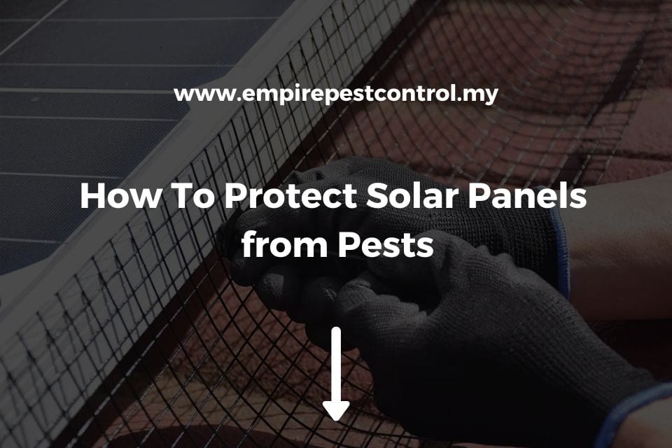 How To Protect Solar Panels from Pests