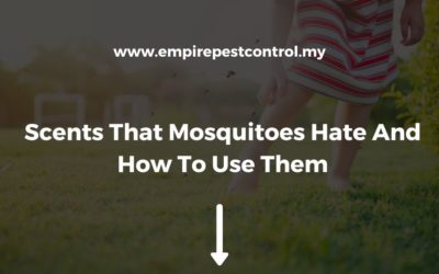 Scents That Mosquitoes Hate And How To Use Them