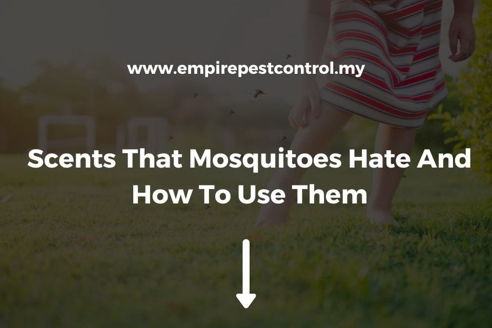 Scents That Mosquitoes Hate And How To Use Them