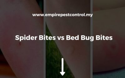 Spider Bites vs Bed Bug Bites