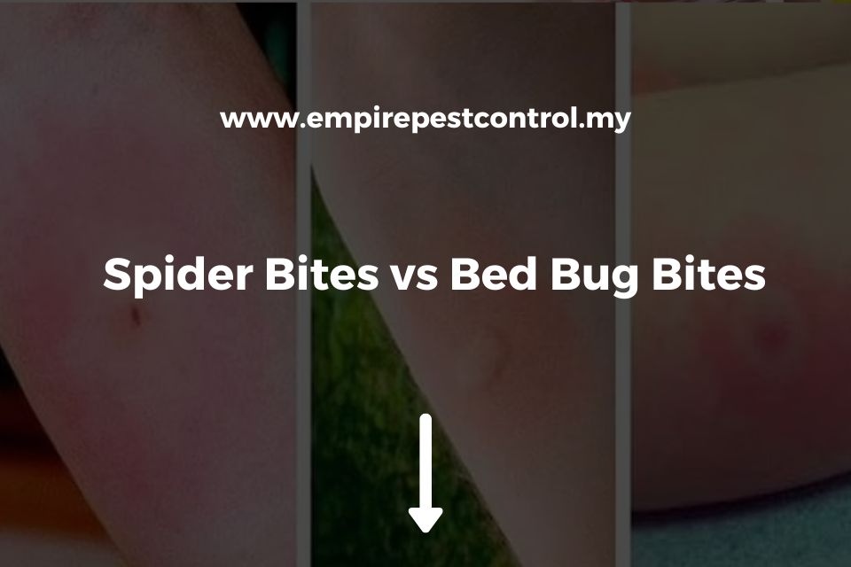Spider Bites vs Bed Bug Bites