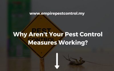 Why Aren’t Your Pest Control Measures Working?