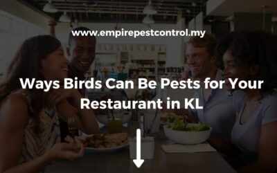 Ways Birds Can Be Pests for Your Restaurant in KL