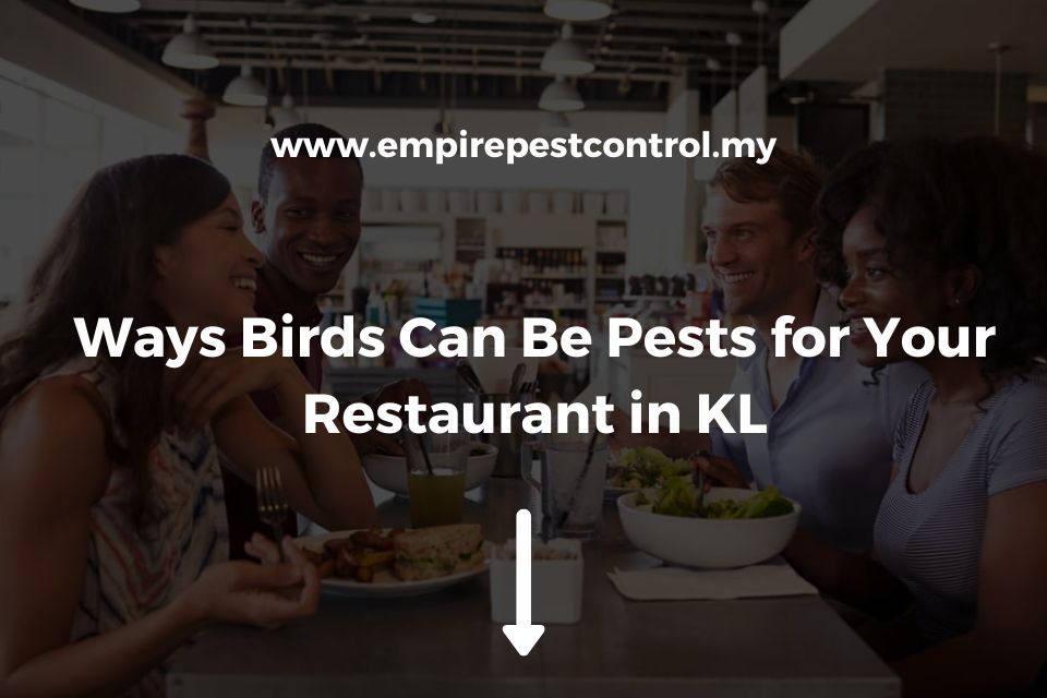Ways Birds Can Be Pests for Your Restaurant in KL
