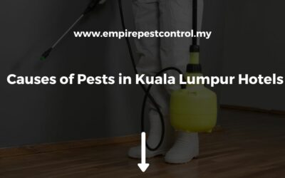 Causes of Pests in Kuala Lumpur Hotels