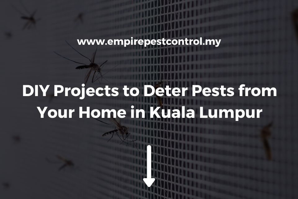 DIY Projects to Deter Pests from Your Home in Kuala Lumpur