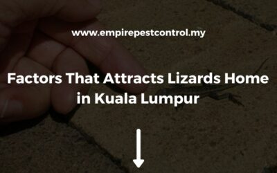 Factors That Attracts Lizards Home in Kuala Lumpur