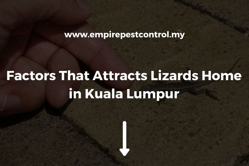 Factors That Attracts Lizards Home in Kuala Lumpur
