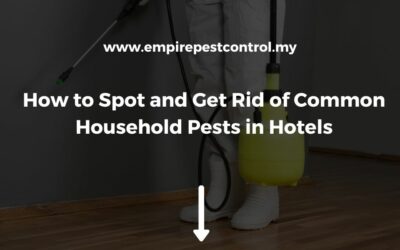 How to Spot and Get Rid of Common Household Pests in Hotels