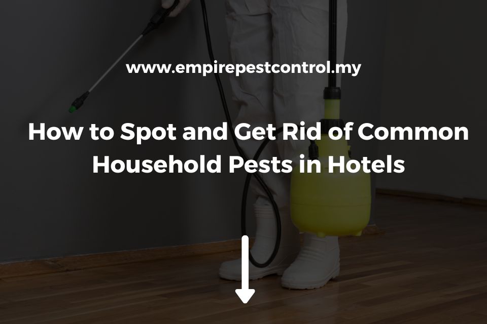 How to Spot and Get Rid of Common Household Pests in Hotels