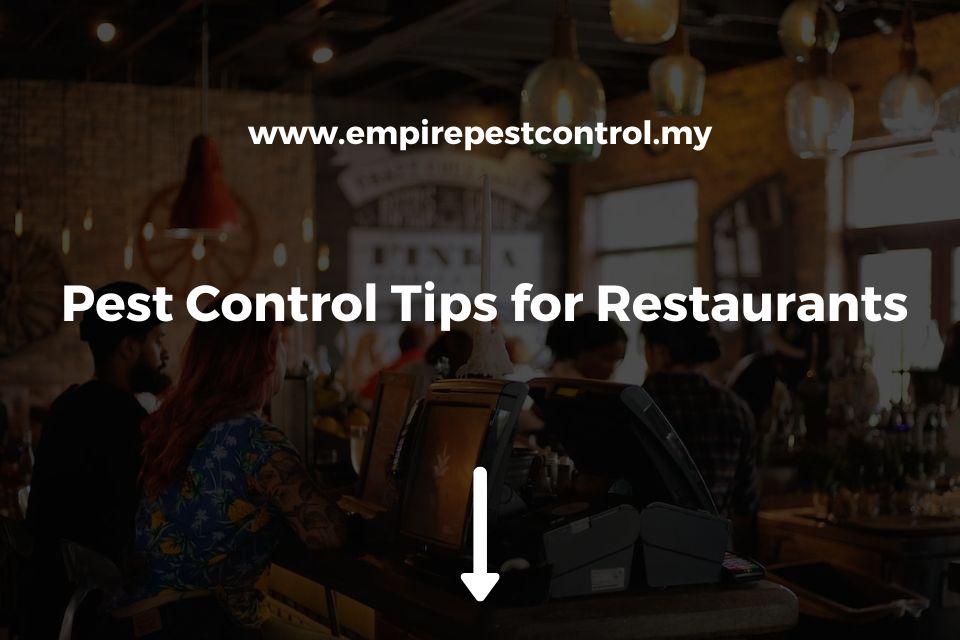 Pest Control Tips for Restaurants