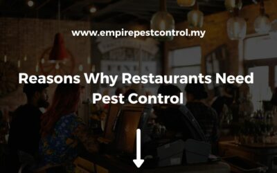 Reasons Why Restaurants Need Pest Control