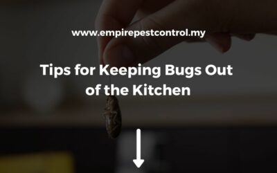 Tips for Keeping Bugs Out of the Kitchen