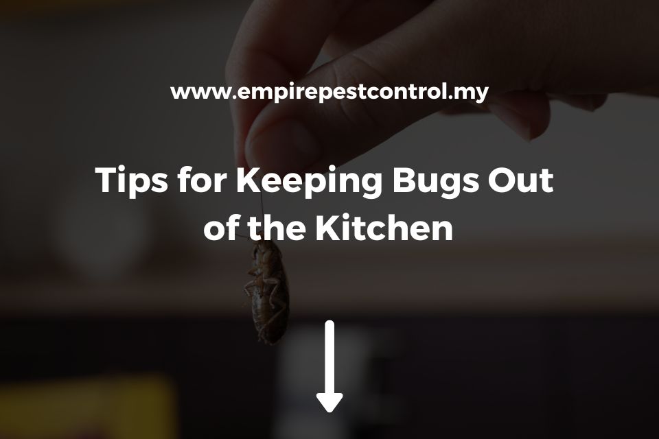Tips for Keeping Bugs Out of the Kitchen