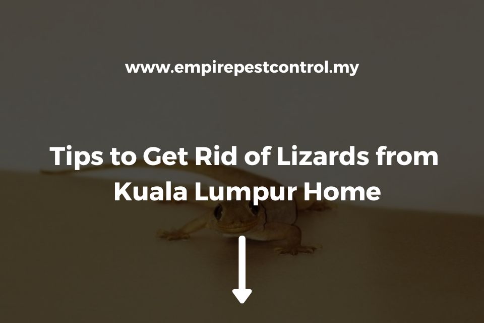 Tips to Get Rid of Lizards from Kuala Lumpur Home