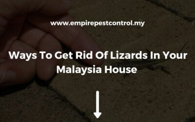 Ways To Get Rid Of Lizards In Your Malaysia House