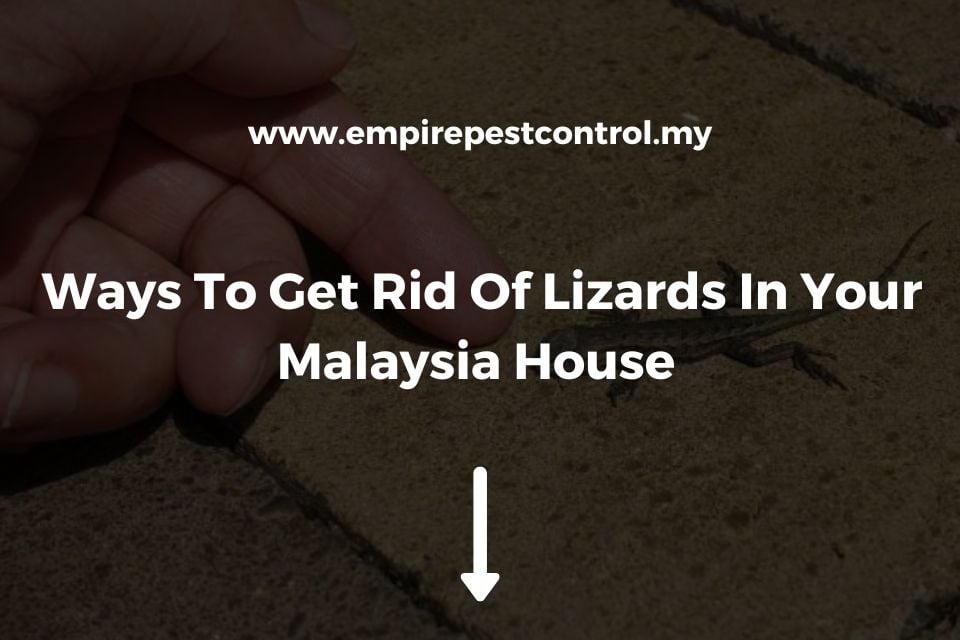 Ways To Get Rid Of Lizards In Your Malaysia House