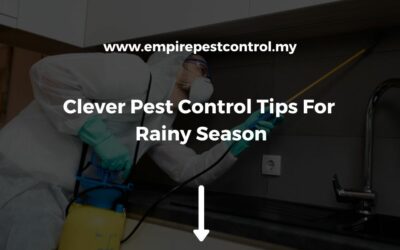 Clever Pest Control Tips For Rainy Season