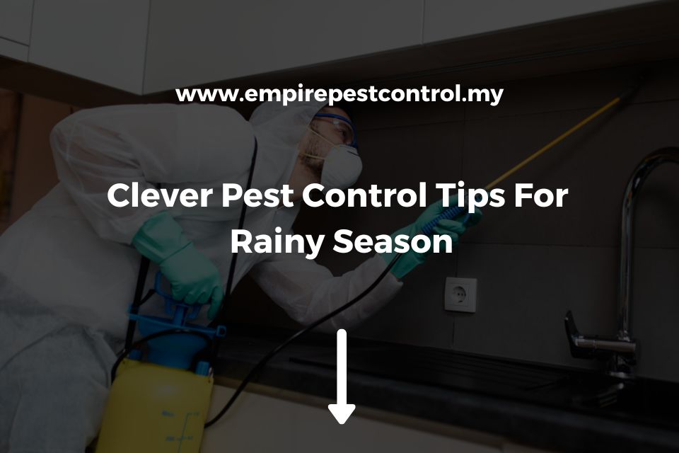 Clever Pest Control Tips For Rainy Season