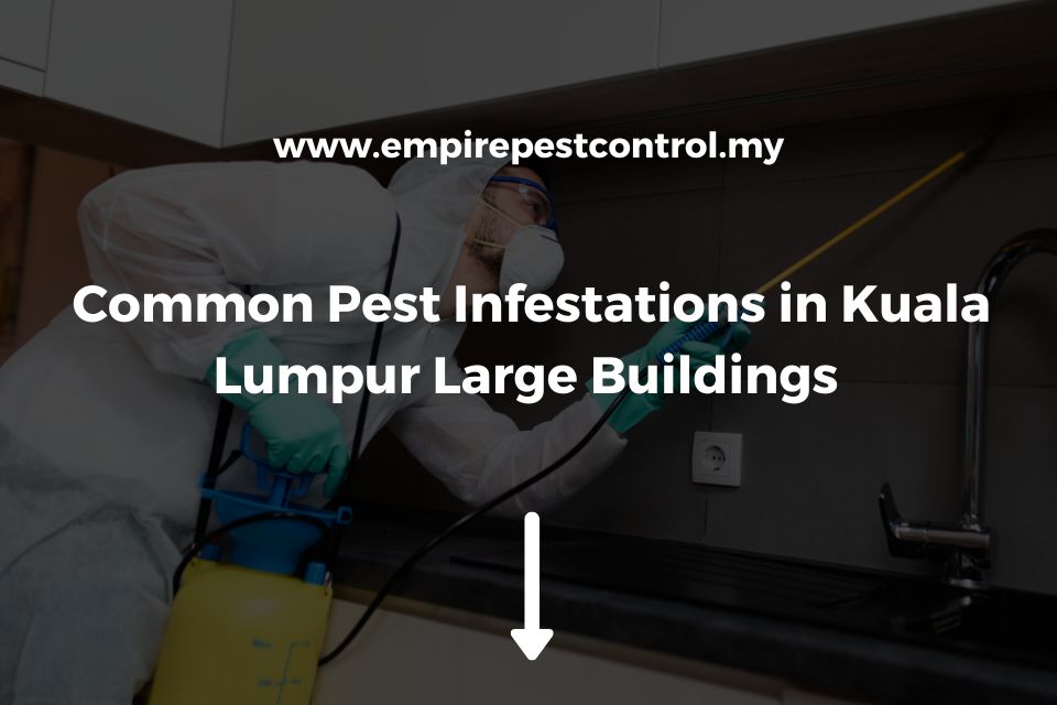 Common Pest Infestations in Kuala Lumpur Large Buildings