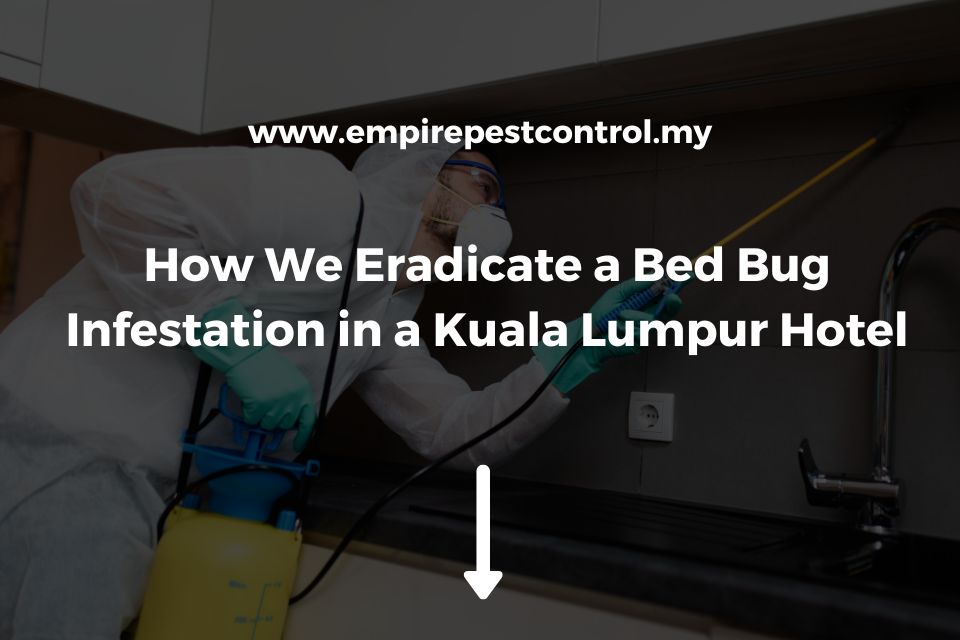 How We Eradicate a Bed Bug Infestation in a Kuala Lumpur Hotel