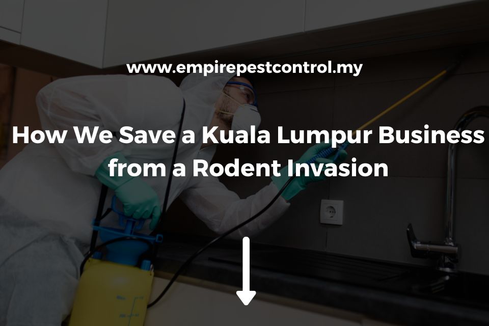 How We Save a Kuala Lumpur Business from a Rodent Invasion