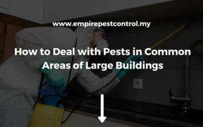 How to Deal with Pests in Common Areas of Large Buildings