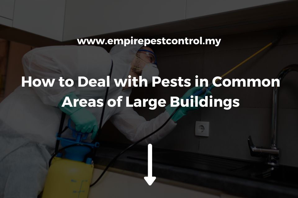 How to Deal with Pests in Common Areas of Large Buildings