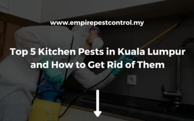 Top 5 Kitchen Pests in Kuala Lumpur and How to Get Rid of Them