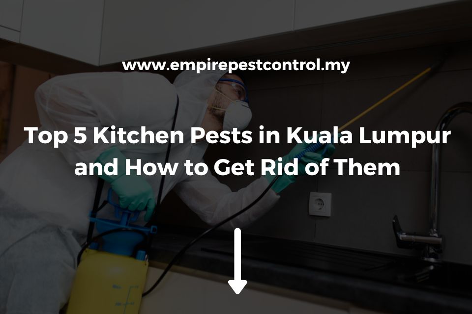 Top 5 Kitchen Pests in Kuala Lumpur and How to Get Rid of Them