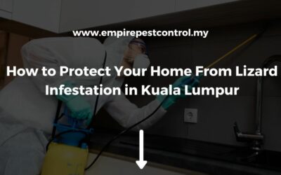 How to Protect Your Home From Lizard Infestation in Kuala Lumpur